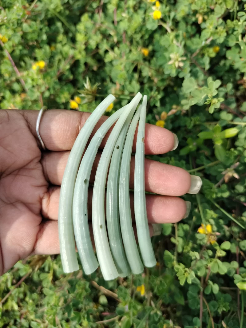 Green Dentalium Shells 2 to 3.25 inch - Image 5