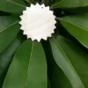 1.5 Inch Zigzag shape Mother of pearl shells { Customized Design } - Image 2