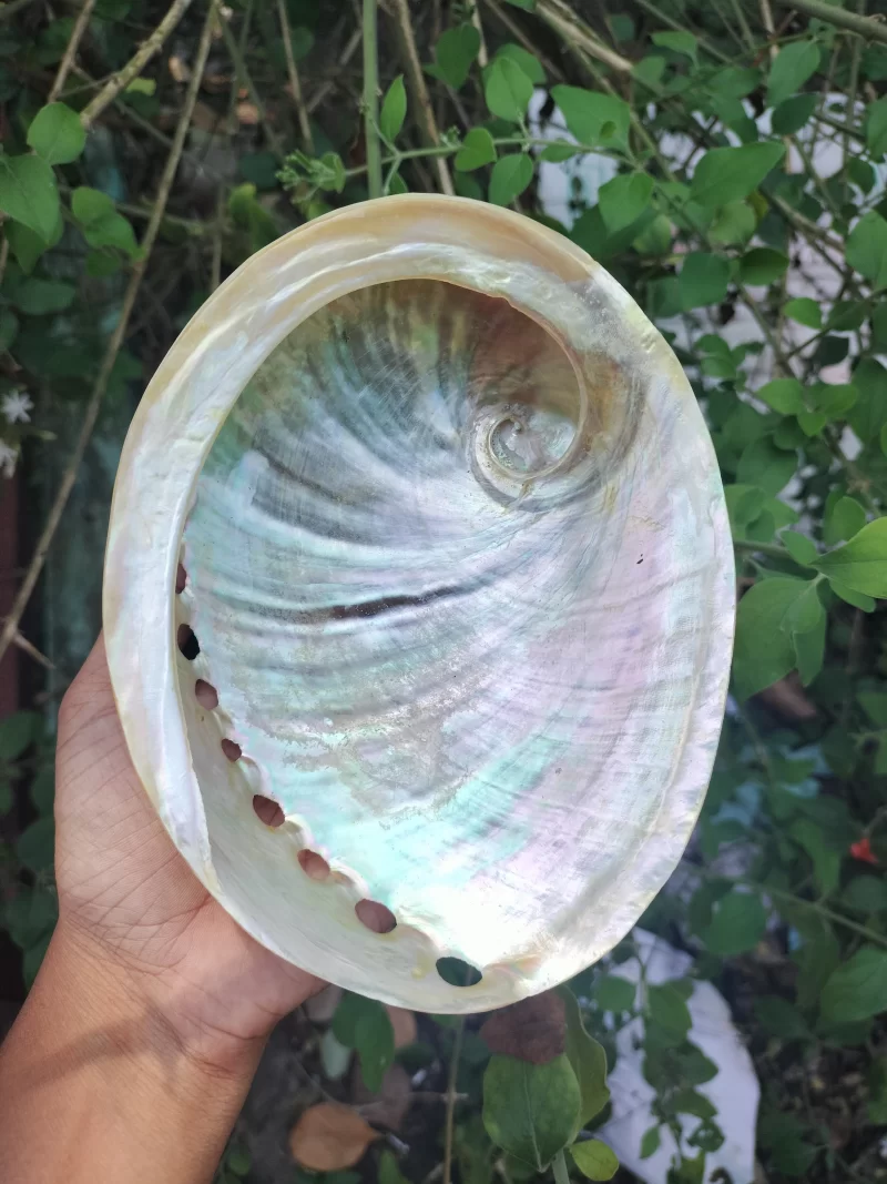 White Natural Abalone Sea Shell 3.5inch to 6 inches