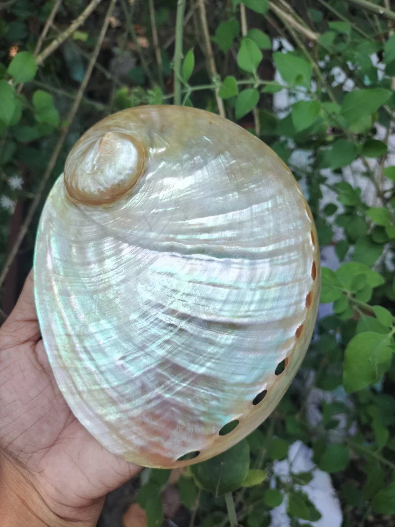 White Natural Abalone Sea Shell 3.5inch to 6 inches