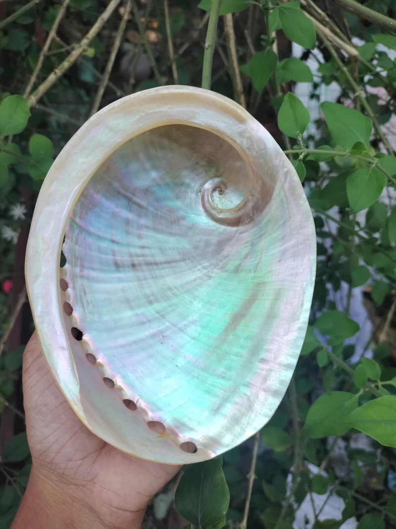 White Natural Abalone Sea Shell 3.5inch to 6 inches