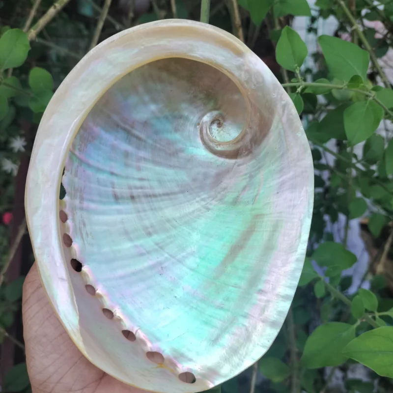 White Natural Abalone Sea Shell 3.5inch to 6 inches
