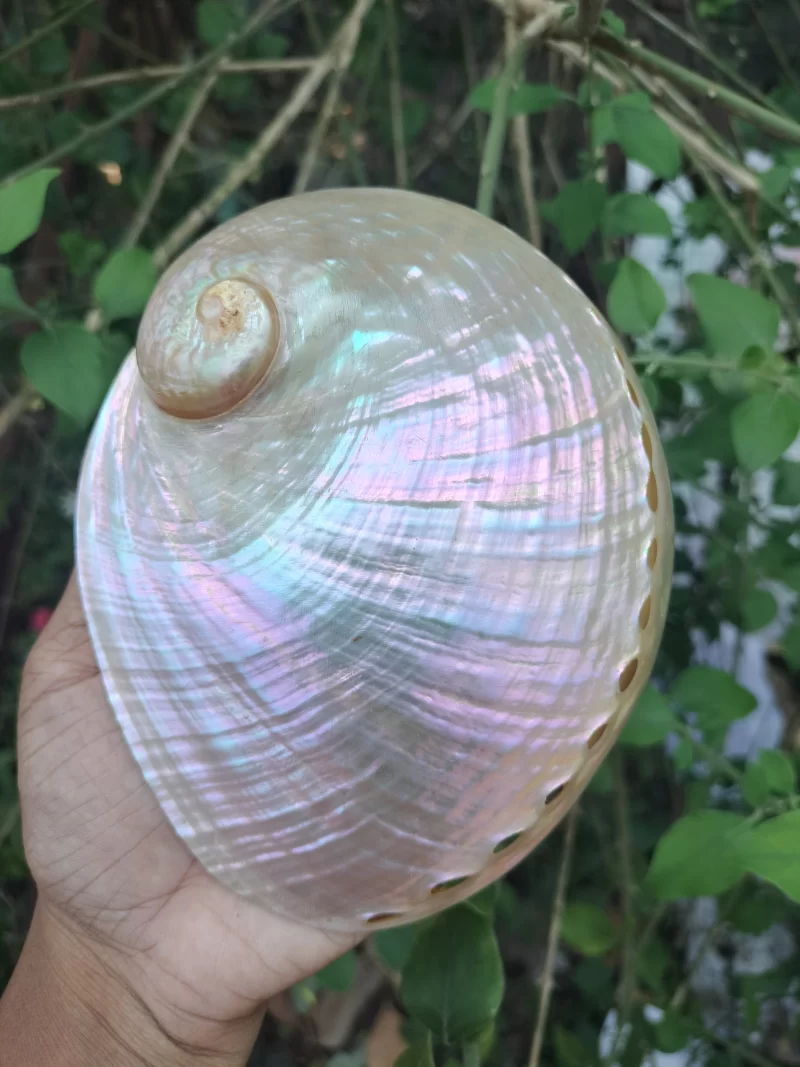 White Natural Abalone Sea Shell 3.5inch to 6 inches