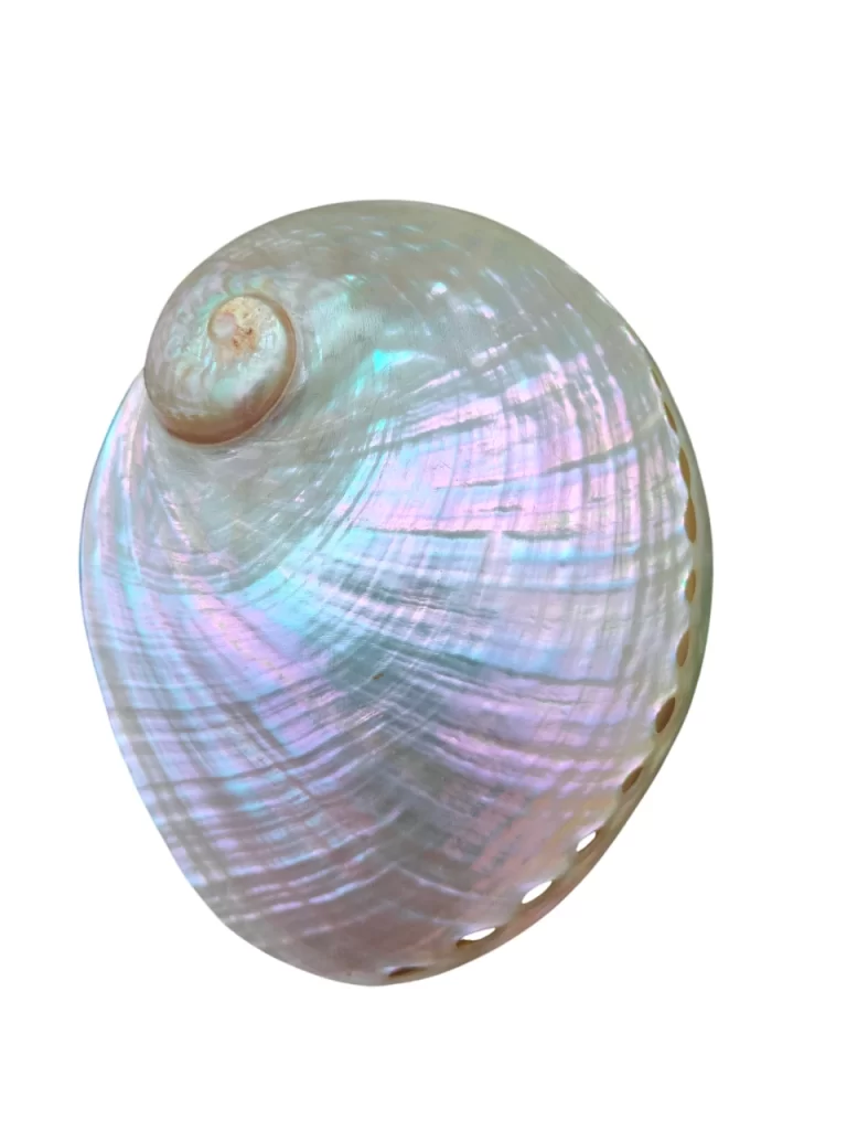 White Natural Abalone Sea Shell 3.5inch to 6 inches