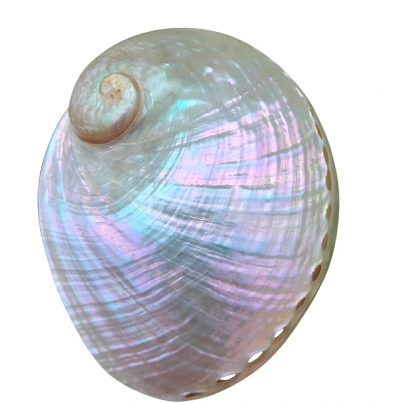 White Natural Abalone Sea Shell 3.5inch to 6 inches