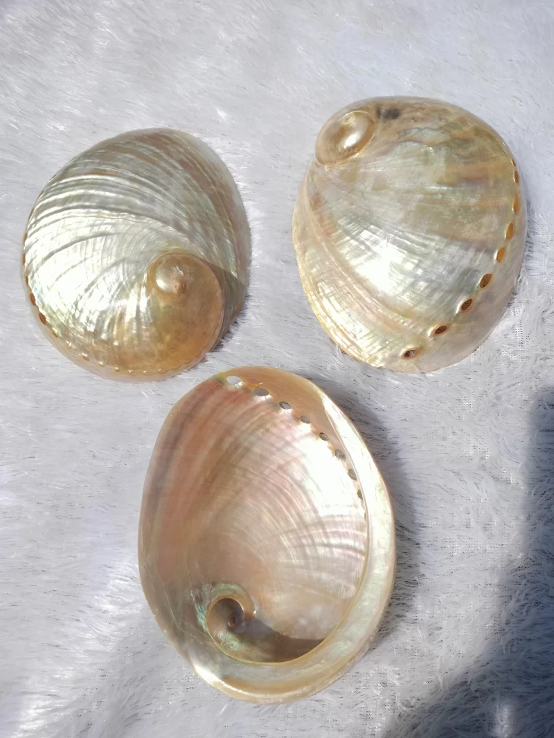 White Natural Abalone Sea Shell 3.5inch to 6 inches