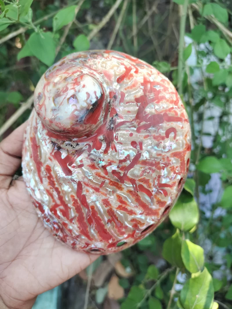 Red Abalone Sea Shell 3.5inch to 6 inches