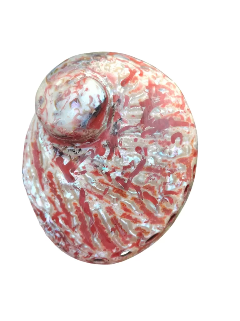 Red Abalone Sea Shell 3.5inch to 6 inches