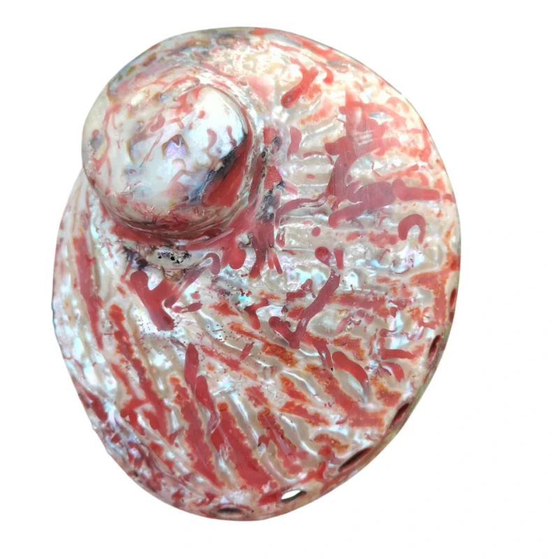 Red Abalone Sea Shell 3.5inch to 6 inches