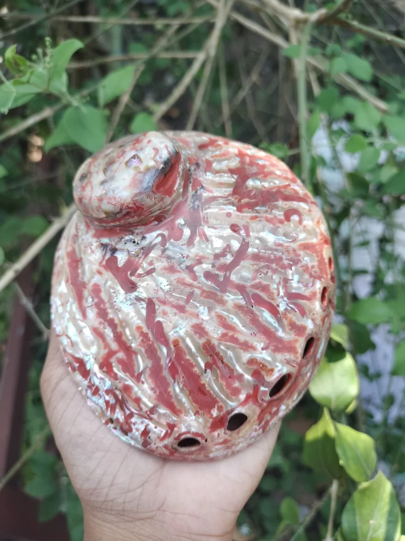 Red Abalone Sea Shell 3.5inch to 6 inches