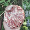 Red Abalone Sea Shell 3.5inch to 6 inches