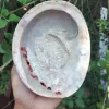 Red Abalone Sea Shell 3.5inch to 6 inches