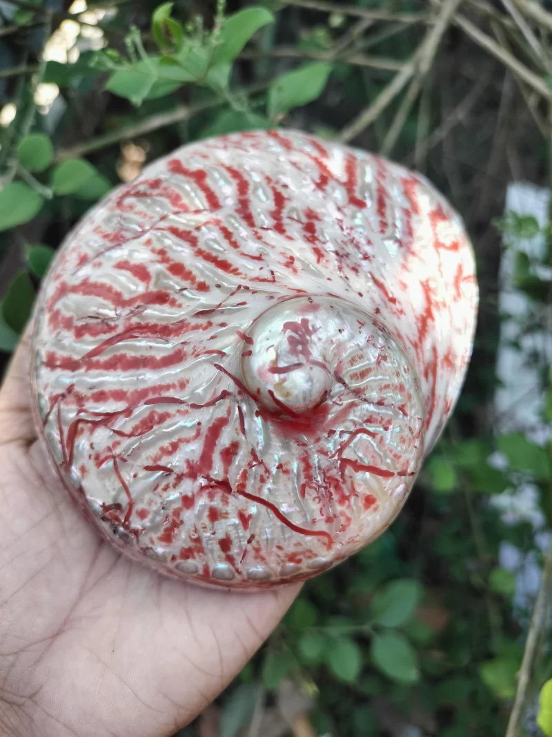 Red Abalone Sea Shell 3.5inch to 6 inches