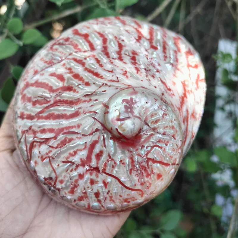Red Abalone Sea Shell 3.5inch to 6 inches