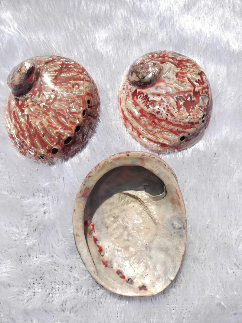 Red Abalone Sea Shell 3.5inch to 6 inches