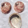 Red Abalone Sea Shell 3.5inch to 6 inches
