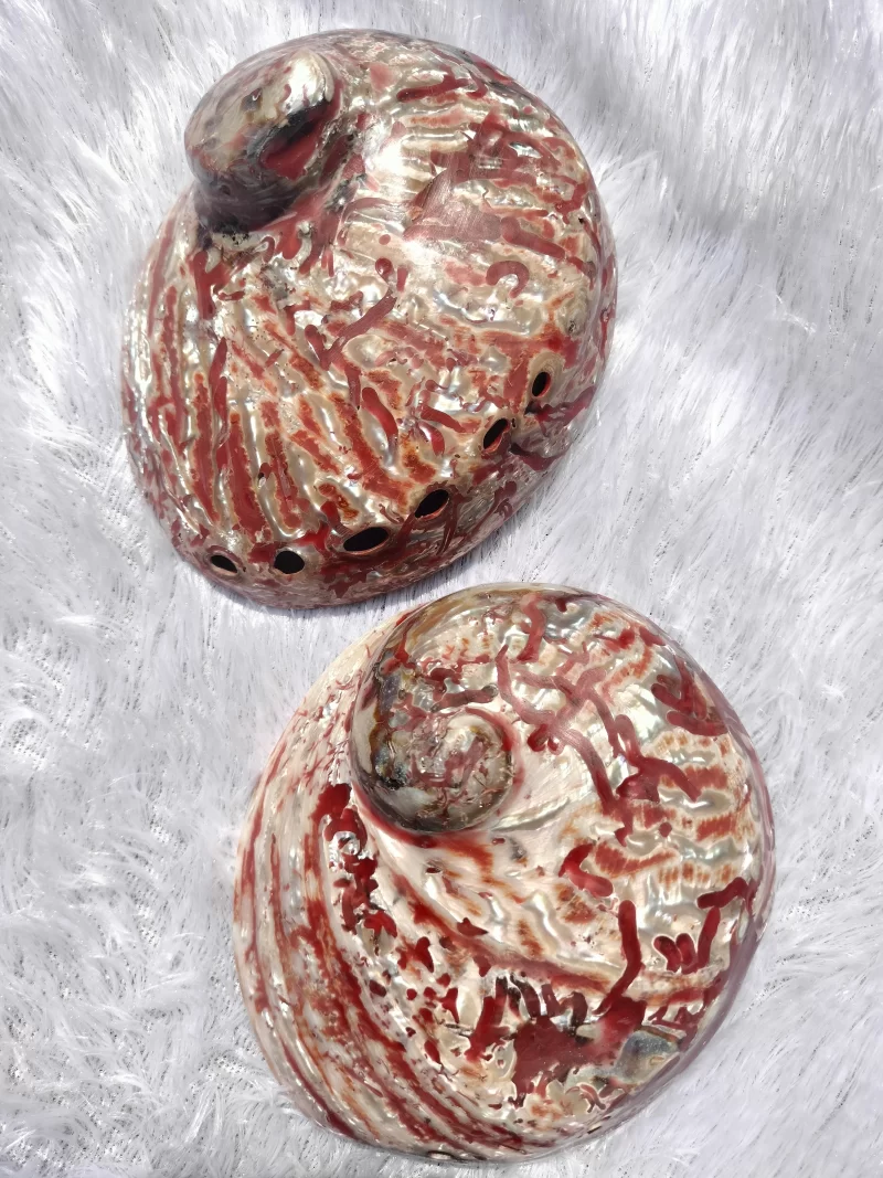 Red Abalone Sea Shell 3.5inch to 6 inches