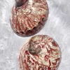 Red Abalone Sea Shell 3.5inch to 6 inches