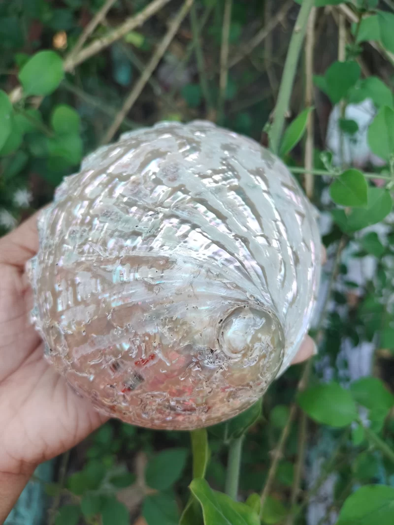 Dim white Abalone Sea Shell 3.5inch to 6 inches