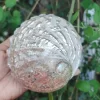 Dim white Abalone Sea Shell 3.5inch to 6 inches