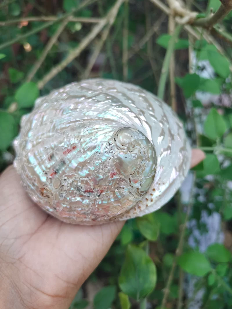 Dim white Abalone Sea Shell 3.5inch to 6 inches