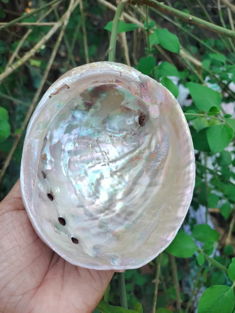 Dim white Abalone Sea Shell 3.5inch to 6 inches