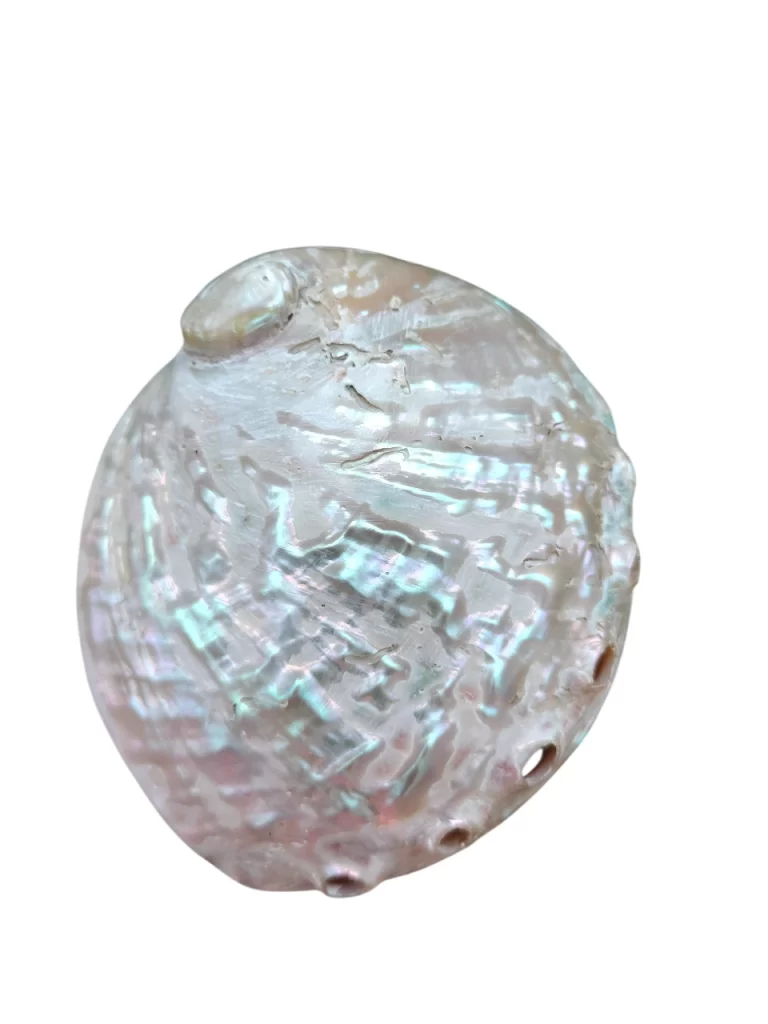 Dim white Abalone Sea Shell 3.5inch to 6 inches