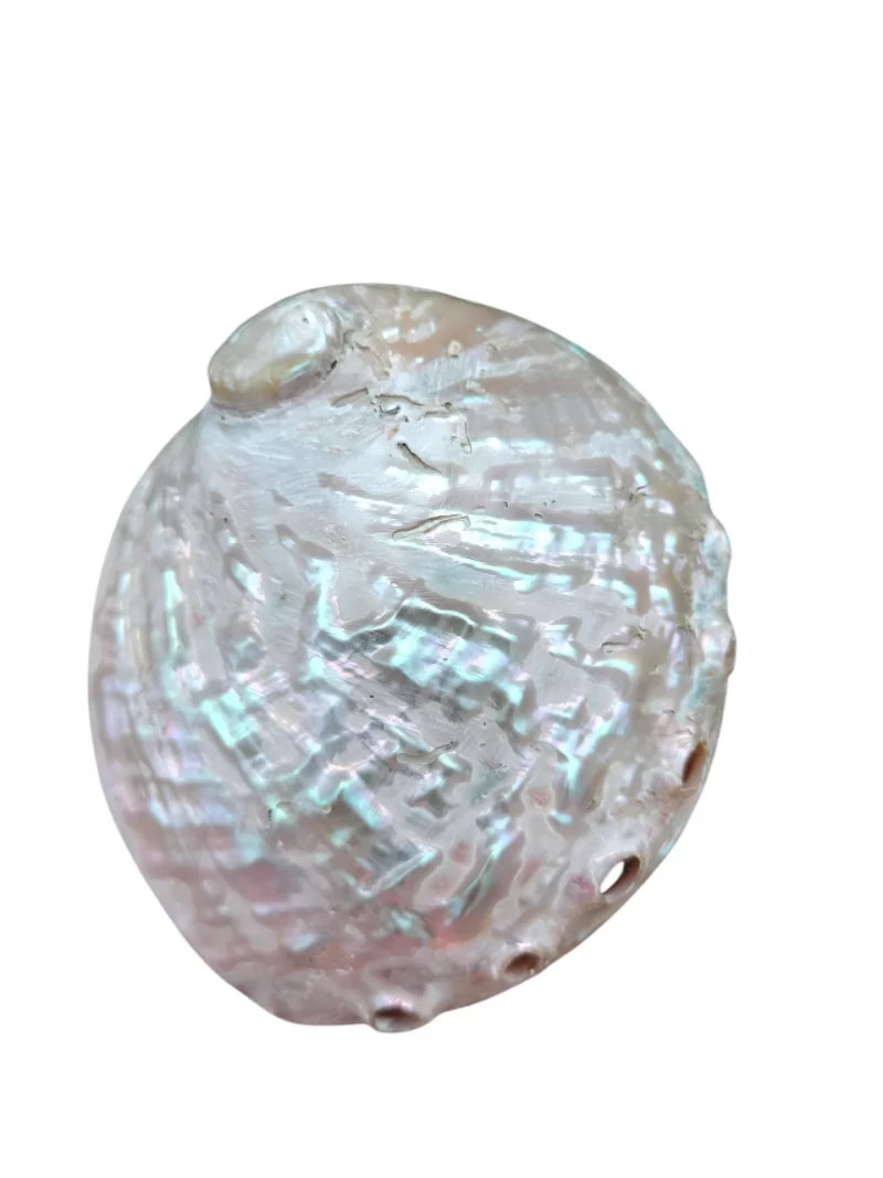 Dim white Abalone Sea Shell 3.5inch to 6 inches