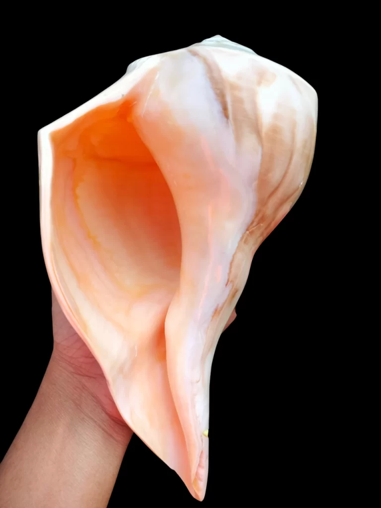 Busycon Perversum Sea shells { 207 mm }