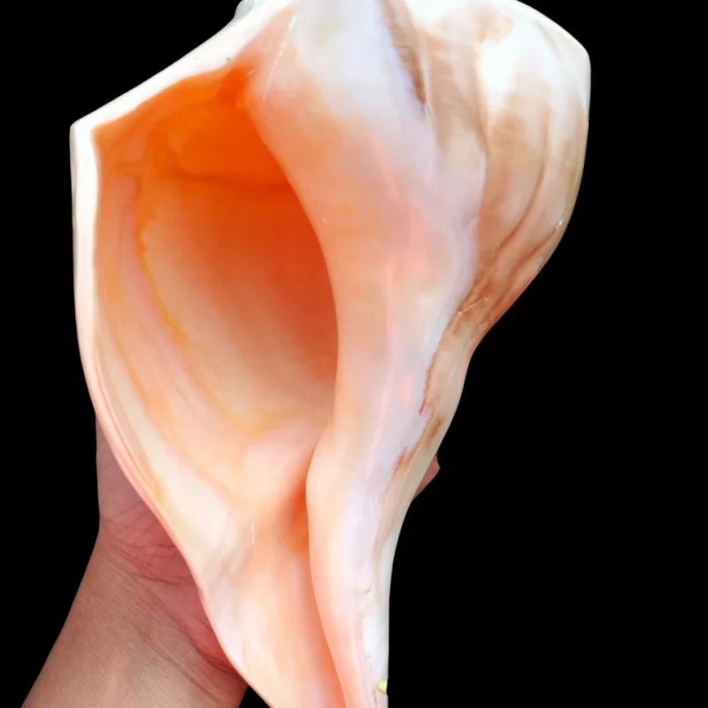 Busycon Perversum Sea shells { 207 mm }