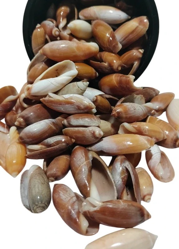 Natural Olive Sea Shell { 0.5 to 1.5 inch }