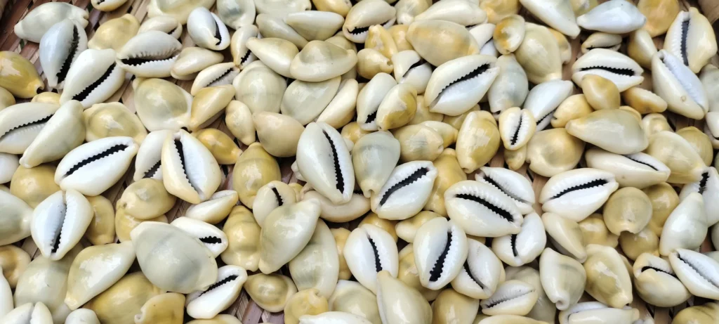 Erosaria moneta Sea Shell { Cowrie shell } 28mm to 39mm