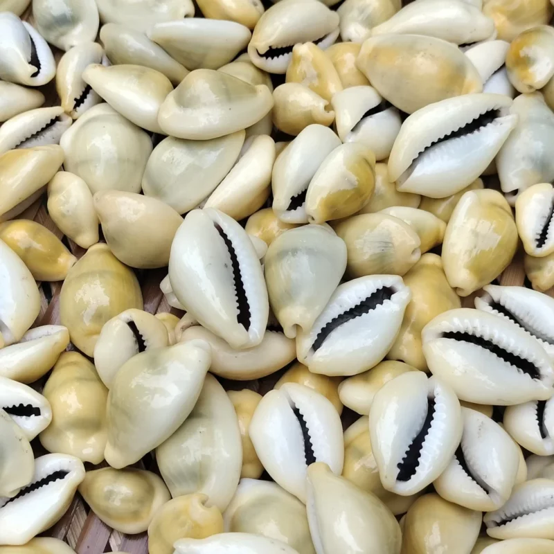 Erosaria moneta Sea Shell { Cowrie shell } 28mm to 39mm