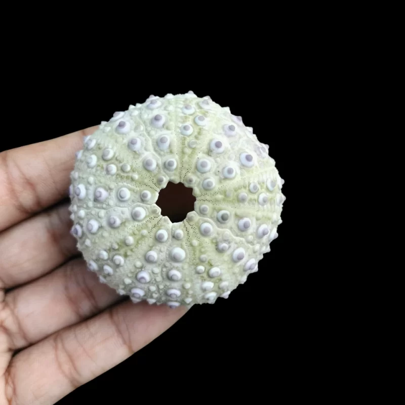 Natural Sea Urchin Shell { 1.75 to 3 inches }