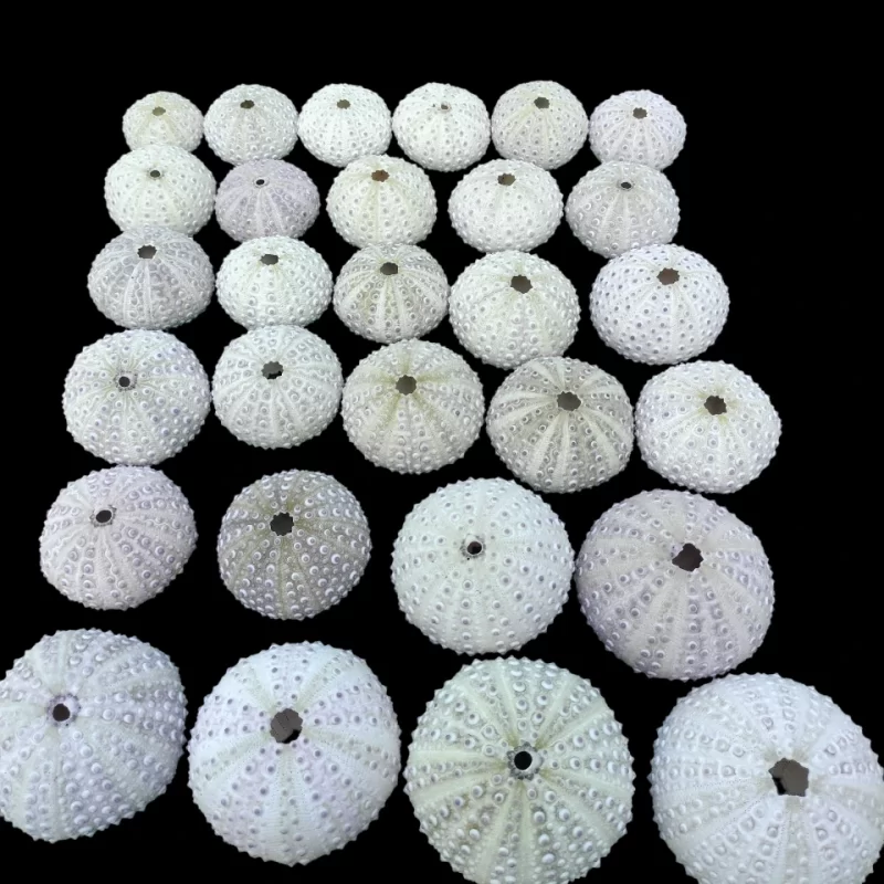 Natural Sea Urchin Shell { 1.75 to 3 inches }
