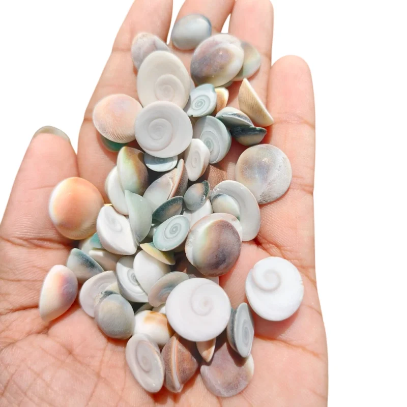 Natural Gomathi Chakra Sea Shell { 0.4 to 1 inch }