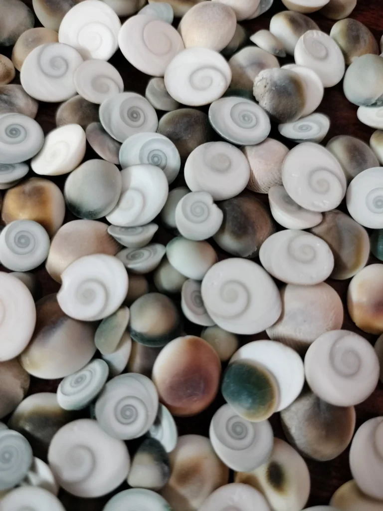 Natural Gomathi Chakra Sea Shell { 0.4 to 1 inch }