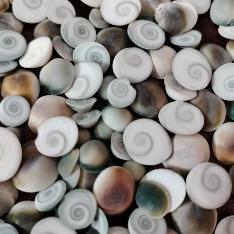 Natural Gomathi Chakra Sea Shell { 0.4 to 1 inch }