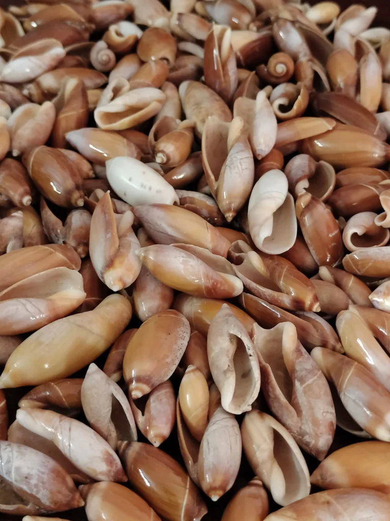 Natural Olive Sea Shell { 0.5 to 1.5 inch }