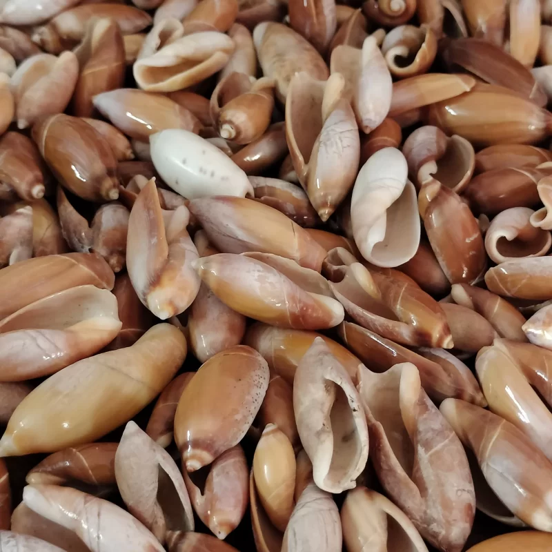 Natural Olive Sea Shell { 0.5 to 1.5 inch }