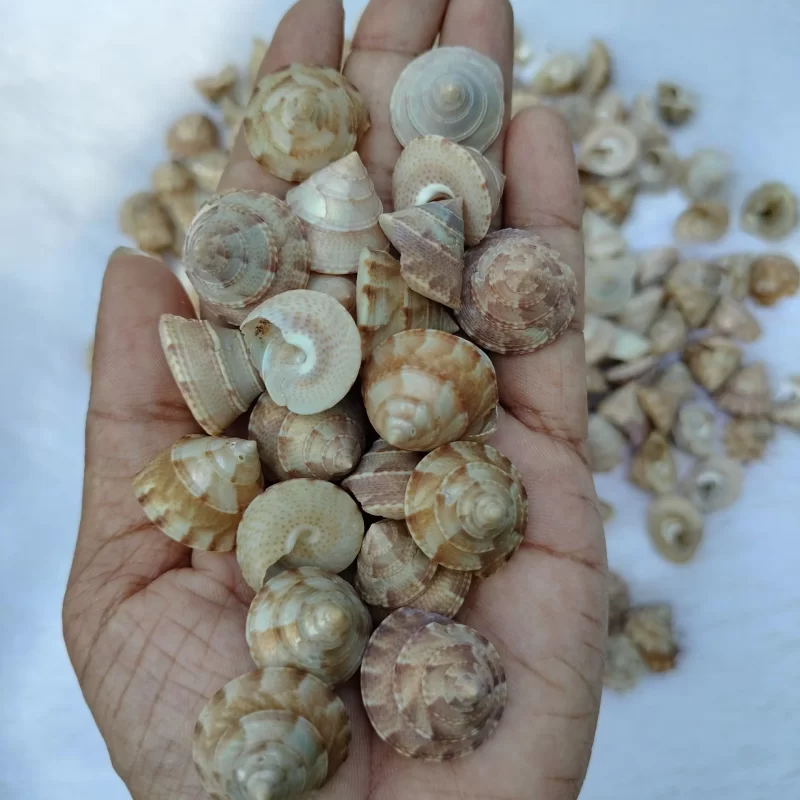 Natural Calliostoma tranquebaricum Sea shell { 18.73 mm }