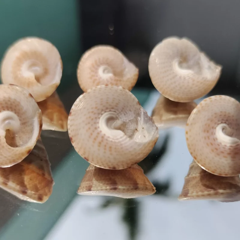 Natural Calliostoma tranquebaricum Sea shell { 18.73 mm }