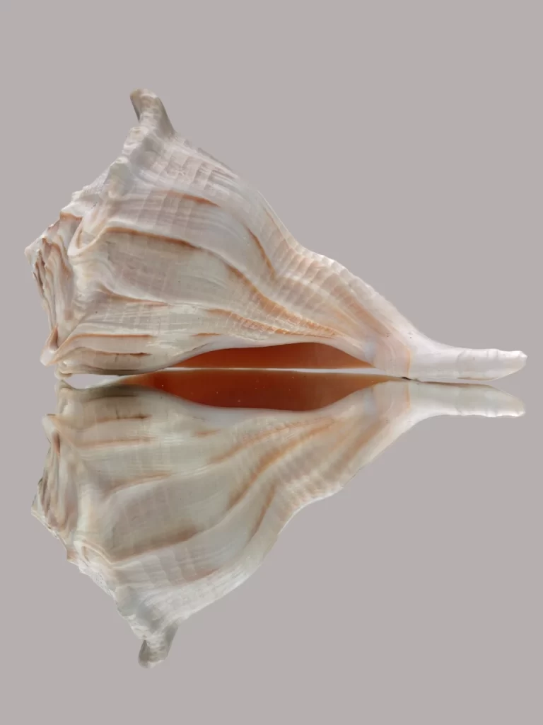 Busycon Perversum Freak Sea Shell { Sinistral } 165 mm