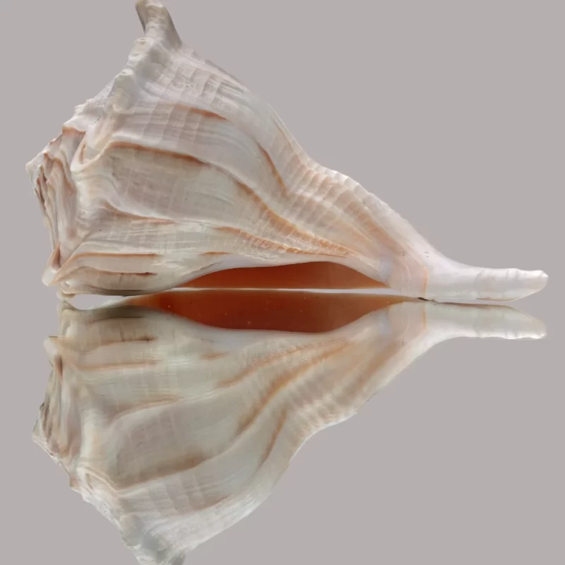 Busycon Perversum Freak Sea Shell { Sinistral } 165 mm