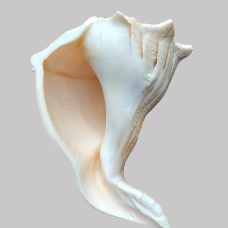 Busycon Perversum Freak Sea Shell { Sinistral } 165 mm