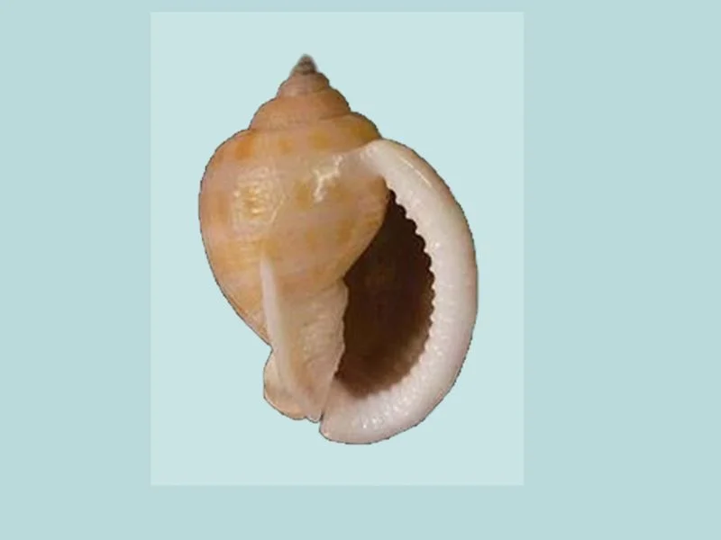 Natural Semicassis canaliculata Sea Shell