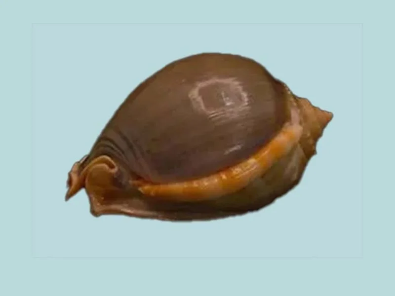 Natural Phalium glaucum Sea Shell { 113.46 mm }