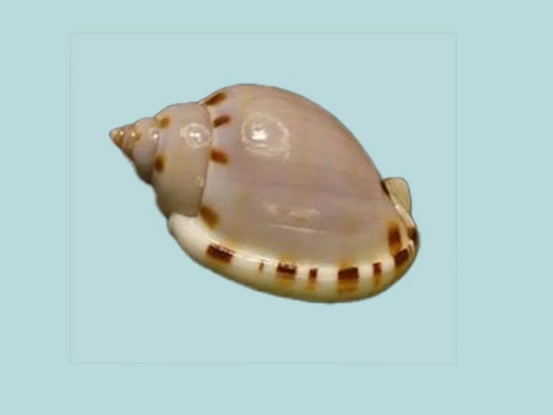 Natural Casmaria ponderosa Sea Shell { 37.42 mm }