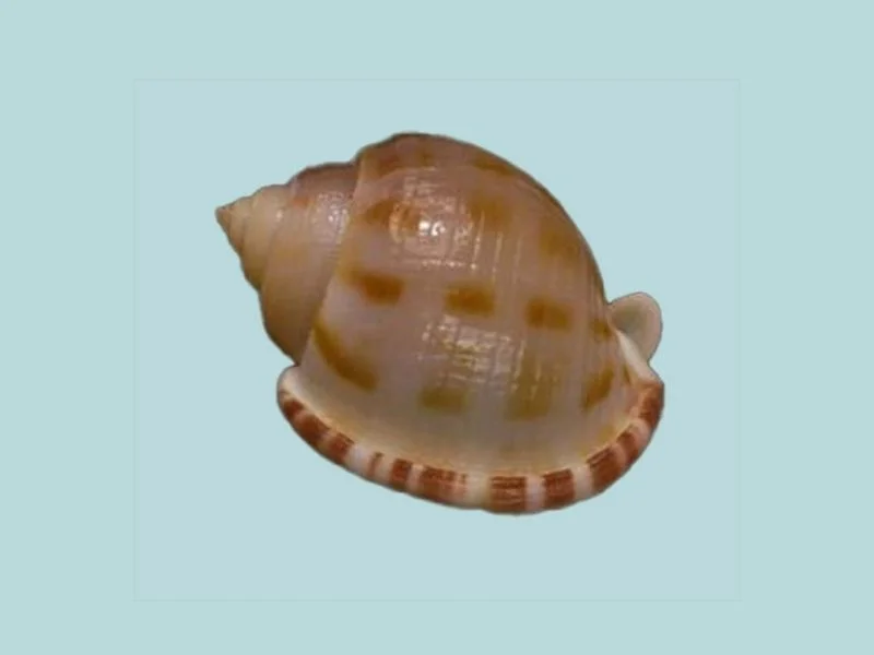 Semicassis canaliculata Natural Sea Shell { 39.83 mm }