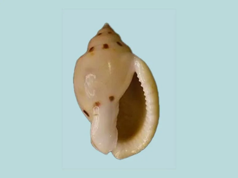 Natural Casmaria ponderosa Sea Shell { 40.70 mm }